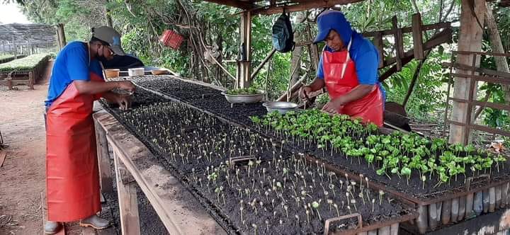 Viveiro Municipal informa que mudas café MUNDO NOVO já se encontram disponíveis aos cafeicultores que realizaram a solicitação